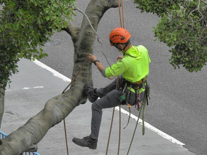 worker providing tree trimming services
